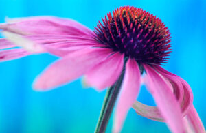 Echinacea