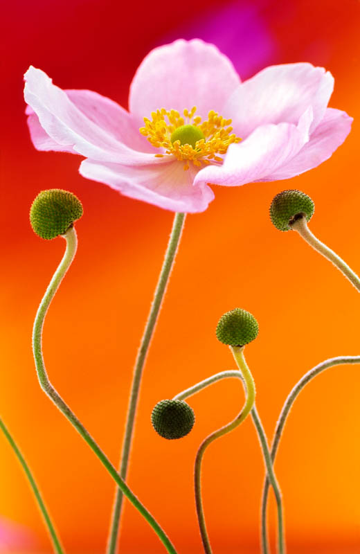 Japanese Anemone 232 Andy Small