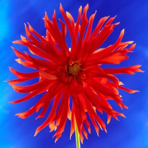 Dahlia Greeting Card