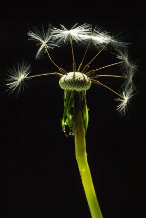Dandelion