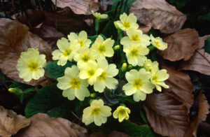 Primroses