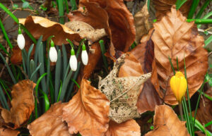 Snowdrops and Crocus