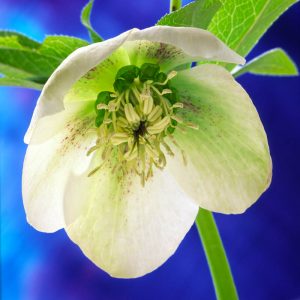 Helebore 1011 Small Square Greetings Card