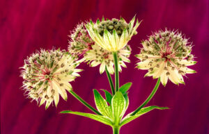 Astrantia