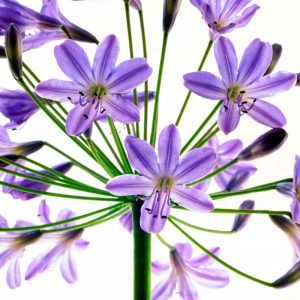 small square greetings cards