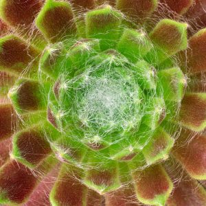 Sempervivum 1174 Small Square Greetings Card