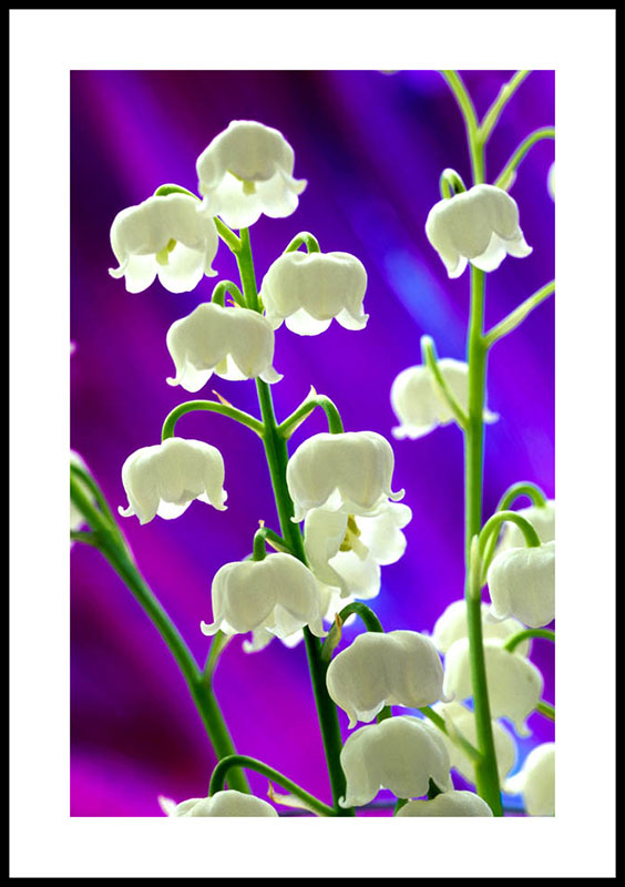 Lily of the Valley 1207