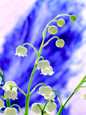 Lily of the Valley