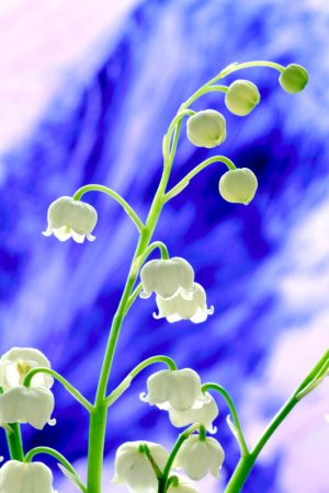 Lily of the Valley 1214