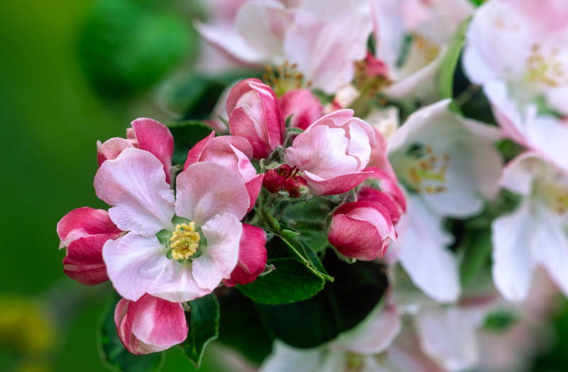 Apple Blossom 1218