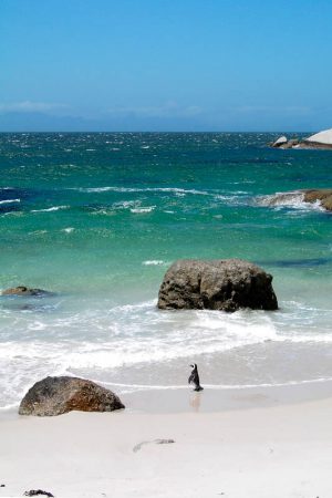 Penguin Boulder's Beach 1259