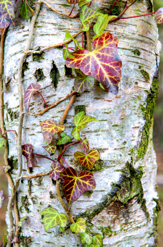 Ivy and Silver Birch
