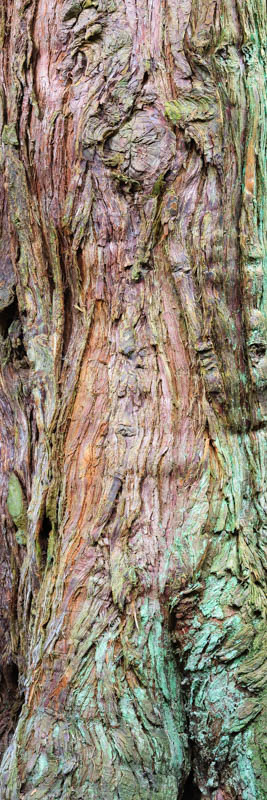 Sequoia Bark 1555