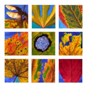 Autumn Leaves Greeting Card