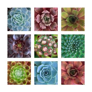 Succulents 1580