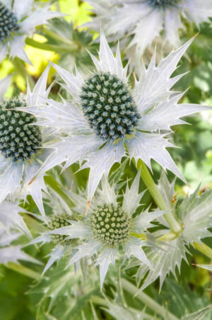 Eryngium
