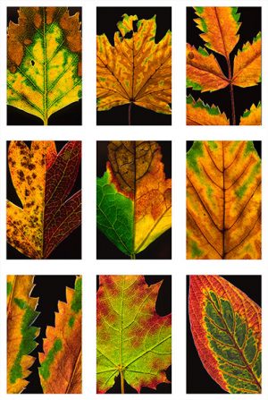 Leaves 1585 Greetings Card