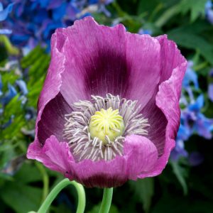 Poppy 1619 Small Square Greetings Card