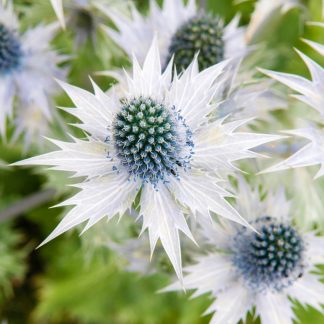 Eryngium Square Greetings Card 1623 150 x 150 mm