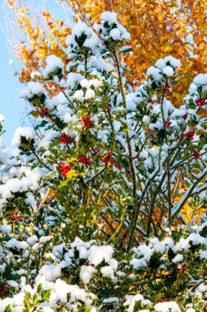Holly and Snow 1658