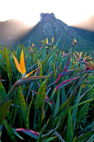 Strelitzia and Table Mountain