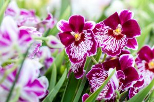 Orchids