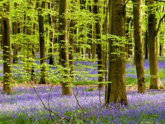 Bluebell Wood 1939 Worktop saver