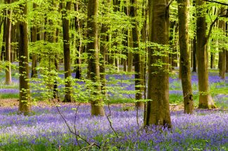Micheldever Bluebell Wood 1939