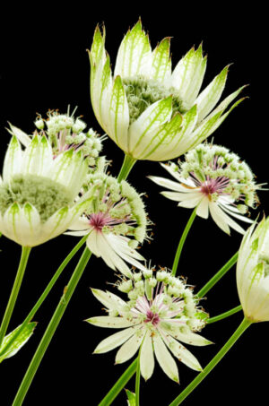Astrantia