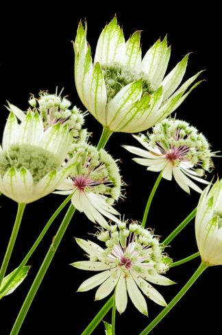 Astrantia 1978