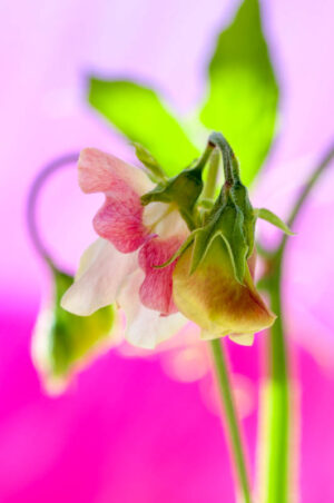 Sweet Peas