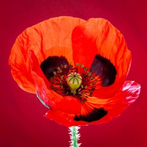 Ladybird Poppy 2030 Small Square Greetings Card