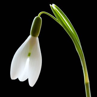 Snowdrop 2168