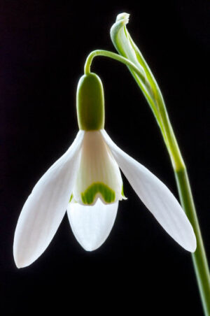 Snowdrop