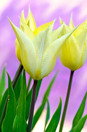 Tulip 2192 Greetings Card