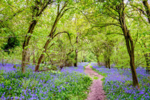 Bluebell Wood
