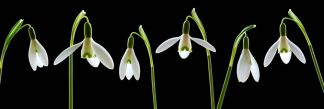 Snowdrops 2226