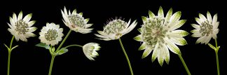Astrantia 2270