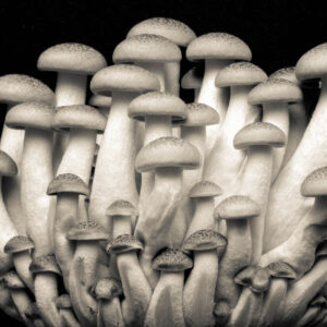 Black and White Mushrooms 2437