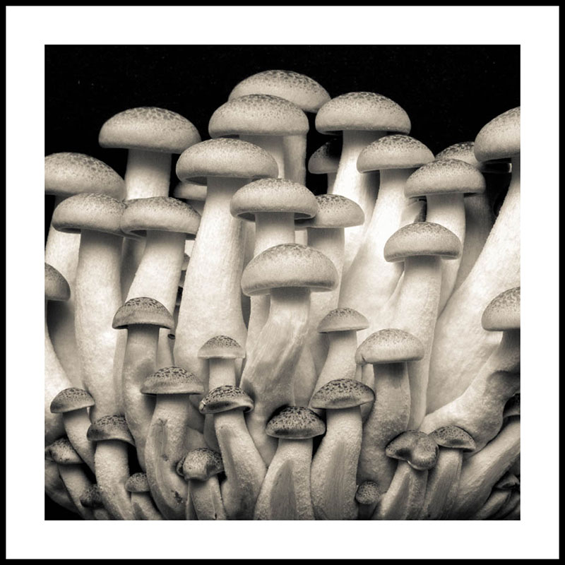 Black and White Mushrooms
