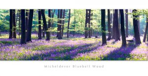 Micheldever Bluebell Wood