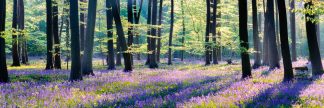 Micheldever bluebell wood 2649 panoramic
