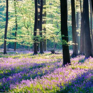 Micheldever Bluebells