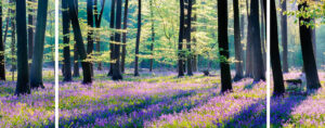 Bluebell Wood Triptych