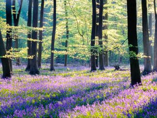 Bluebell Wood 2649  Worktop saver