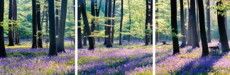Micheldever bluebell wood 2649 triptych