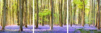 Micheldever Bluebell Wood Triptych