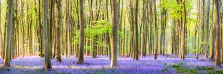 Micheldever Bluebell Wood Panoramic