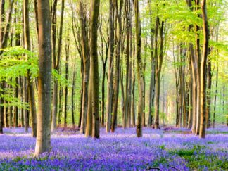 Bluebell Wood 2653 Worktop saver