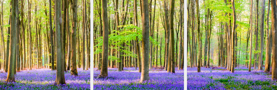Micheldever bluebell wood 2653 triptych